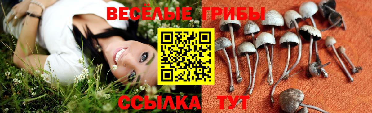 Галлюциногенные грибы Cubensis Томск